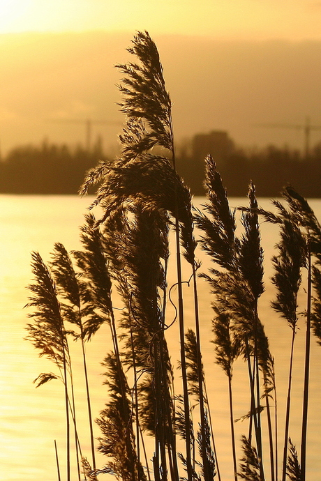 Rietpluimen in de avondzon