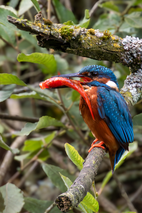 Klein vogeltje, grote vangst