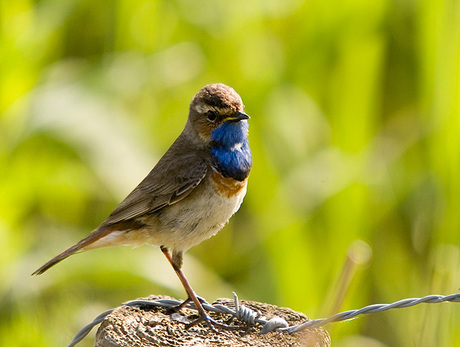 Blauwborst