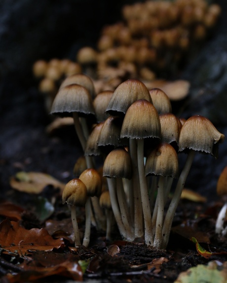 Een bos met paddenstoelen