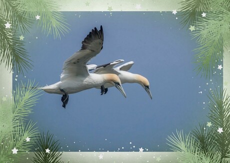 Fijne feestdagen ...