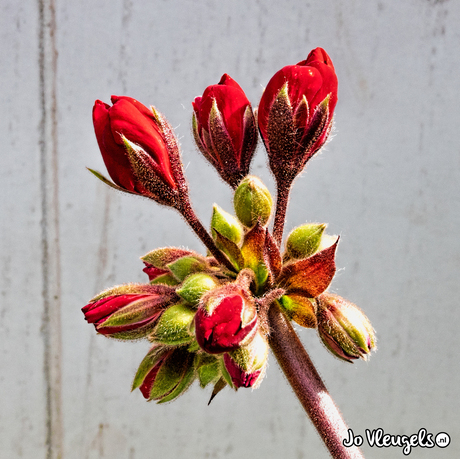 8 mm bloem, zonder macro met Sigma 35mm 1.4