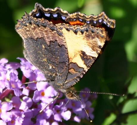 Aglais urticae = kleine vos