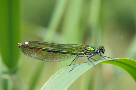 nog een insect