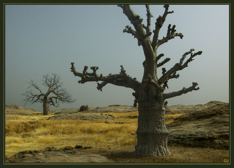 BaoBaB versus baObab