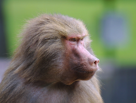 Noorder dierenpark1