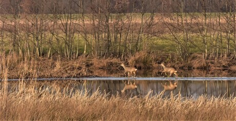 Reeën in het water door...