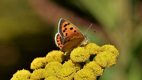 Kleine vuurvlinder.