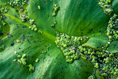 Kunst in de natuur 2