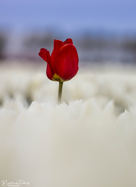 Tulpen