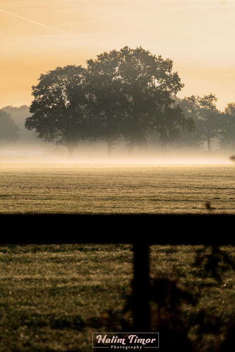 Fog in Borkel