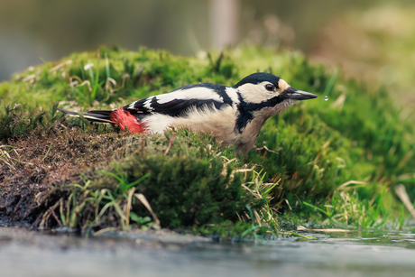 specht met een waterdrup
