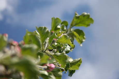 Mijn Appelboom