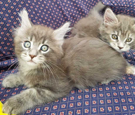 Mats en Ivy