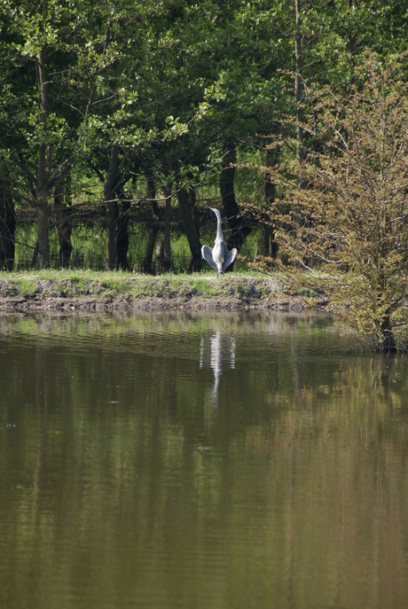 Een reiger genietend van het zonnetje