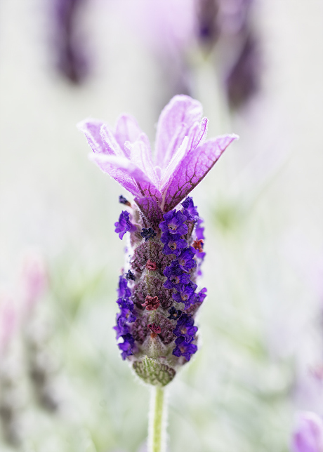Lavendel 