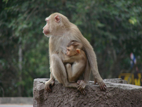 khao yai national park, thailand