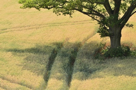 Cornfield tree