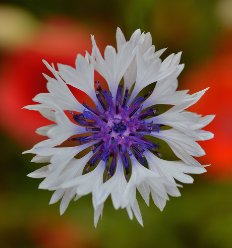 Blauw-witte korenbloem (Centaurea Cyanus)_9784