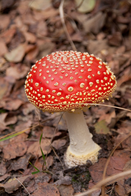 Rood met witte stippen