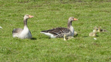 Wij waken over ons kroost