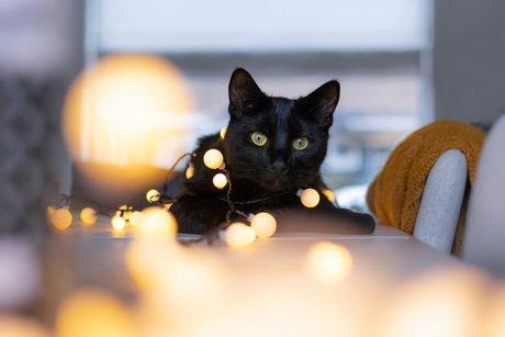 Katten en kerstversiering