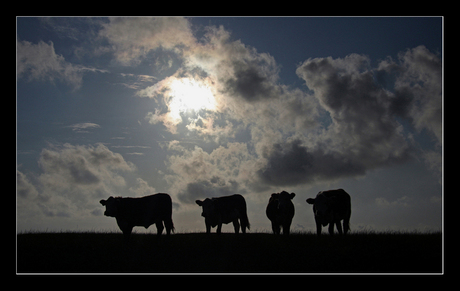 Koeien in het Friese landschap 3