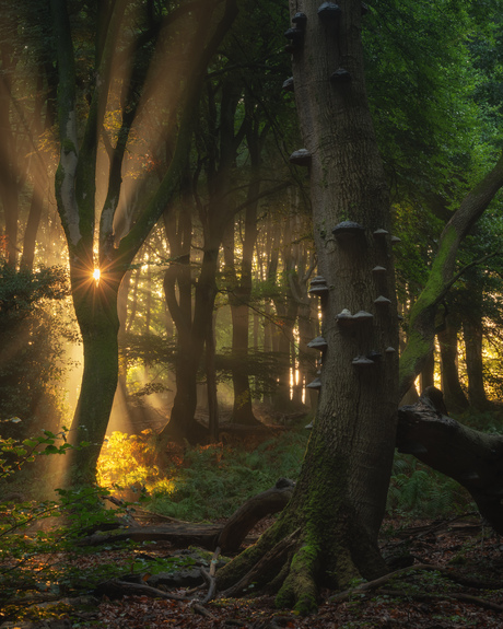 Prachtige morgen in het o zo mooie Speulderbos 