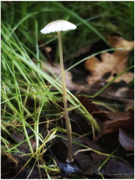 Roridomyces roridus