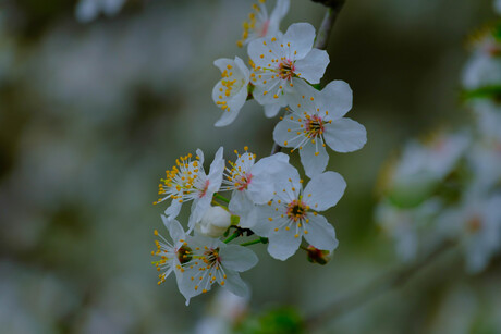 witte bloemen aan struik einde winter