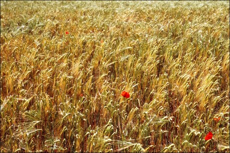 Graanveld in de Eifel