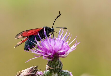 St. Jansvlinder op Distel