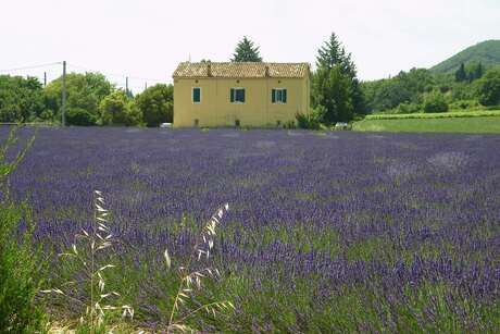 Lavendel Frankrijk