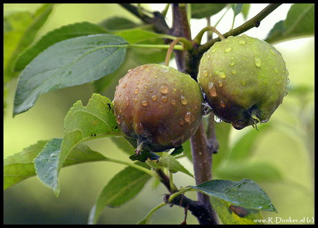 Eigen appeltjes