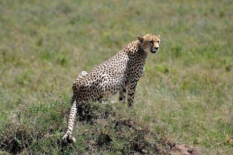 cheetah