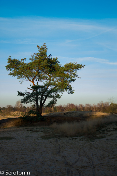 Loonse en Drunense duinen