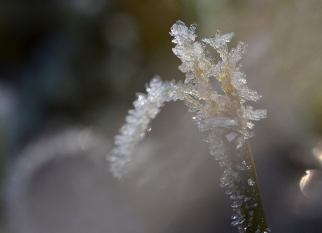 Frozen crystals in grass