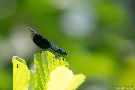 Weidebeekjuffer (Calopteryx splendens)