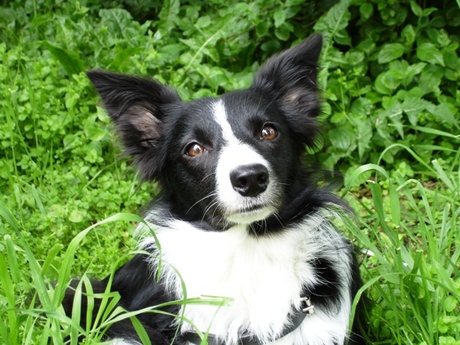 Bordercollie