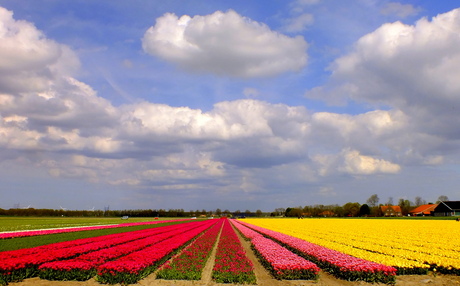 Tulpenroute Flevoland