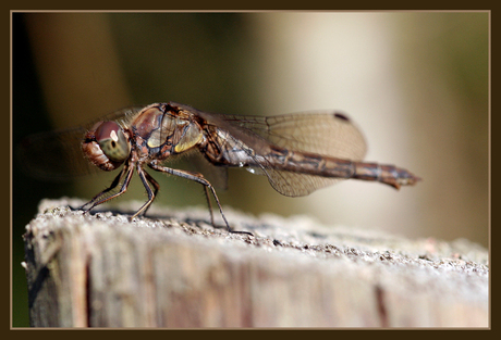 Herfst Libelle