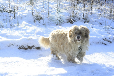 Herbie in de sneeuw