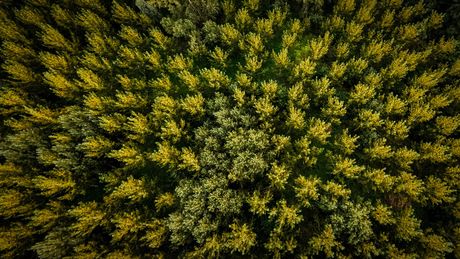 Bomen van boven