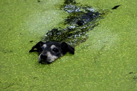 Jack-russel in een onbewaakt ogenblik