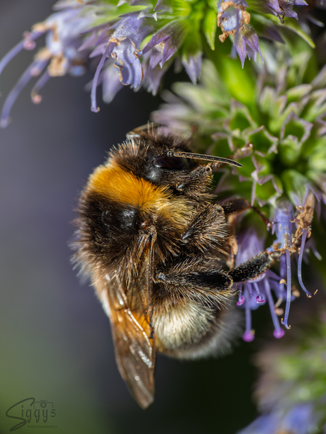 Tuinhommel - Bombus hortorum