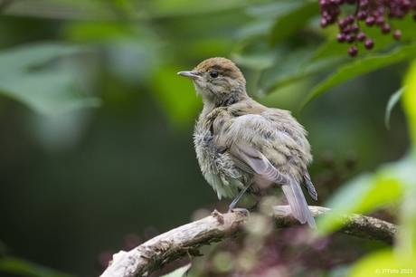 Zwartkop (juveniel)