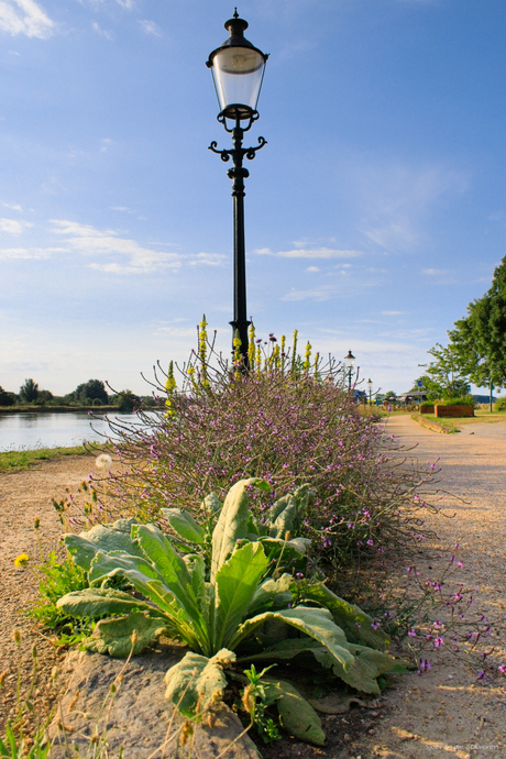 Wandelpad langs de Maas bij Broekhuizen