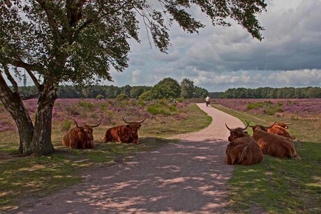 Hooglanders langs fietspad