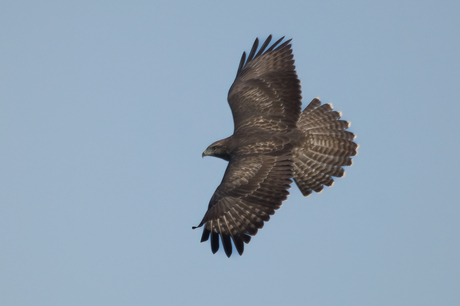 buizerd