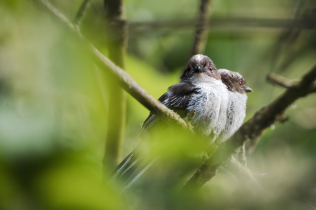 Juveniele staartmeisjes